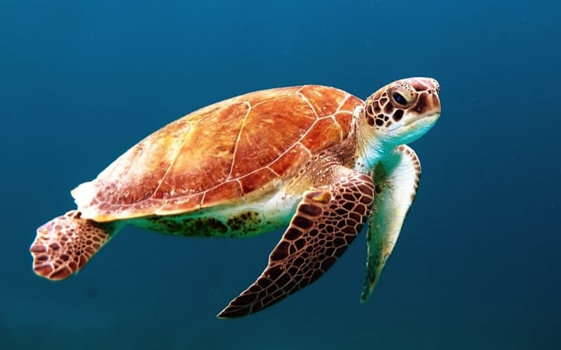 Sri Lanka — Turtle sanctuary